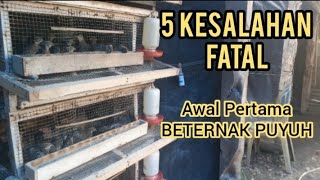 5 KESALAHAN FATAL..!!! Saya Lakukan Awal Pertama Beternak Puyuh