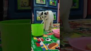 ya Allah molly sudah mati 😭😭😭#funnycats #cat #cats