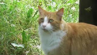 Flowers and cats in our garden