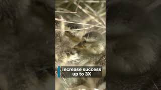 How much impact does predator management have on nest success?