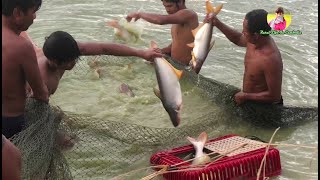 Catfish farm in Cambodia| Rural life in Cambodia