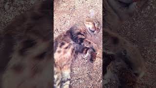 Саловичок Максик #cat #spotifyapp #catvideo #spotify #1сентября