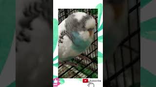 Cute cherry face budgie marshmallow ♥️😘😍☺️ #youtubeshorts #shorts