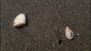 Penampakan Kerang Remis Suksesi Pulau G Laboratorium Pemulihan Teluk Jakarta