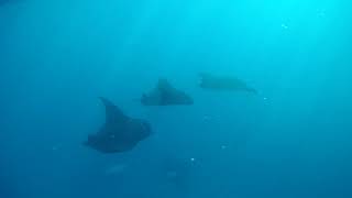 Giant Mantarays Fiji