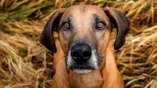 The Rhodesian Ridgeback is a remarkable breed known