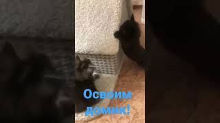 Мейн кун котята #shorts