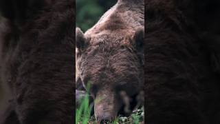 First time seeing wild Brown Bears! 🐻 #shorts