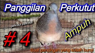 Suara Panggilan Perkutut #4