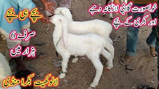 Lalukhet Bakra Mandi Update | Gulabi Larkana Dumba Kids | Cute Goat Babies | Bakra Mandi Karachi |