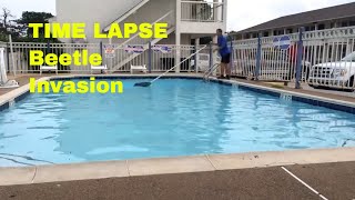 TIME LAPSE Beetle Invasion Removal from Pool Surface