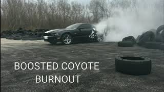 BOOSTED COYOTE LEAVES LAIR WITH A BURNOUT + BONUS FOOTAGE