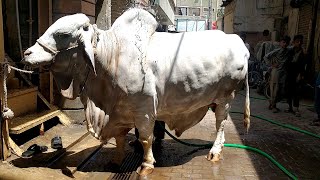 KHUD PAAAL KAR QURBANI ❤️ MAASHALLAH ❤️ I DZ & AL RAMZAN CATTLE FARM