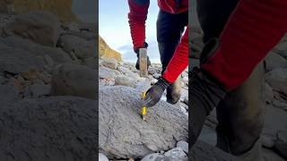 Hidden beneath soft shale, we found a limestone rock! This contained an array of beautiful fossils