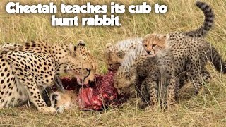 Cheetah teaches its cub to hunt rabbit. Amazing Video Viral Video