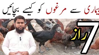 Save Your Chickens 7 Pro Tips | Chicken Winter Care | Murgi Ko Bimari Se Bachne Ka Tarika