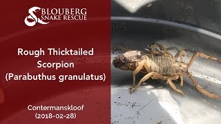 Rough Thicktailed Scorpion rescued near Contermanskloof (20180228)