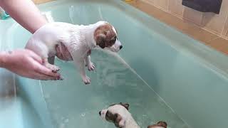 Puppies first bath