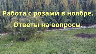 Работа с розами в ноябре. Ответы на вопросы. Питомник растений Е. Иващенко