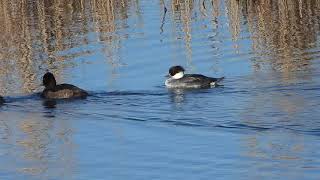 vrouwtje nonnetje smew female