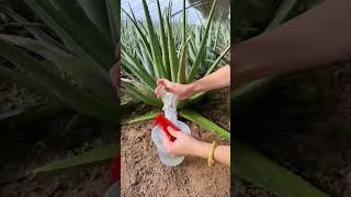 aloe vera  . . . #natureplaces #food #helthyfood #beautiful #fruit #shorts