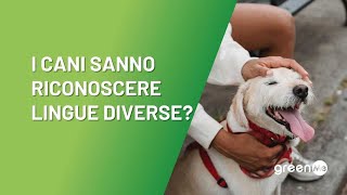 I cani riconoscono lingue diverse?