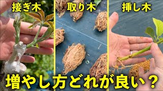 【どっちが良い？】接ぎ木と取り木と挿し木について解説