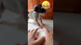 His Reaction /Surprisingly Funny 🤣 #doglovers #pet  #funny #viral #happy