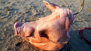 Does Pig Head Work as Shark Bait? Shark Fishing Bait Challenge (LBSF)