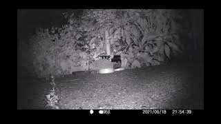 Hedgehog cam 01