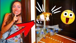 Прятки с Препятствиями Собака Попалась в Доме Играем Крит | Elli Di Pets