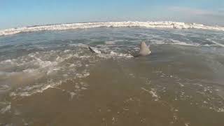 Shark Fishing and Tagging with Suffolk Shark Men