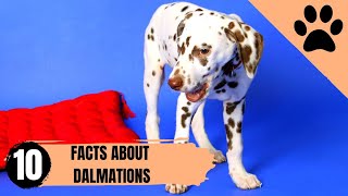 Top 10 facts about Dalmatians