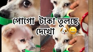 পোগো টাকা তুলছে দেখো ,🐶😁মেকাপ করবে পুজো তে