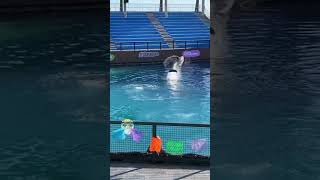 DOLPHIN JUMPS OUT OF WATER WHILE BARREL ROLLING #shorts