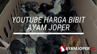 Youtube Harga Bibit Ayam Joper