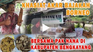 Khasiat Akar Bajakah Borneo