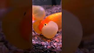 GOLDFISH WITH TUMOR