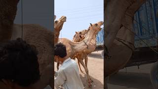 Camels and camels owner #ytshorts #camel #animals #shorts #camellove #camelfarm