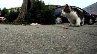 NYC Street Cat vs Bird caught on GoPro