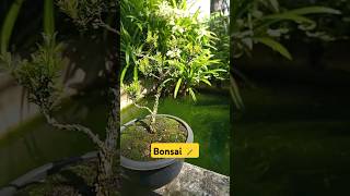 Bonsai Tree still Processing. 🪄 #bonsai #bonsaitree #bonsaimini