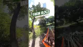 Farm vlogs: lanzones farming and banana intercropping #agriculture #fruitfarmers #fruit