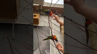 Beautiful Australian Parrots#petslover #parrotlovers #australianparrot