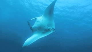 Manta ray koh bon 10032015 similan islands thailand