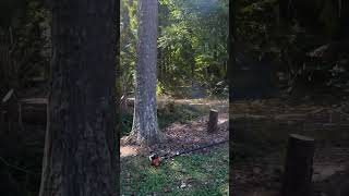 Solo work coming along  #treelife #trees #nature #treeclimber #solo