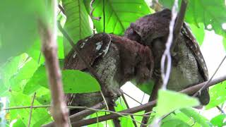 Vermiculated Screech-owl | Megascops vermiculatus | Lechuza vermiculada