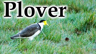 Masked Lapwing / Plover in Early Winter #4k #birds #newzealand #newzealandnature