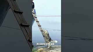 Dog climbs ladder #shorts