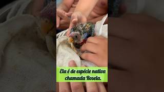 Ave exótica! Essa chama Rosela #youtubeshorts #exotic #passaros #pets