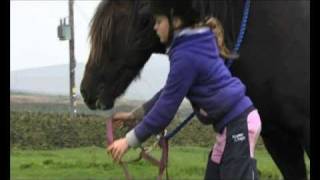 Crafty Ponies! PONY LESSONS - Approaching your pony and putting a headcollar on